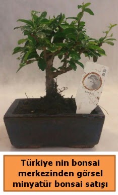 Japon a�ac� bonsai sat��� ithal g�rsel  Ankara Pursaklar �i�ek yolla 