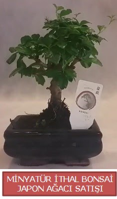 K���k g�rsel bonsai japon a�ac� bitkisi  Ankara �Pursaklar i�ek , �i�ek�i , �i�ek�ilik 