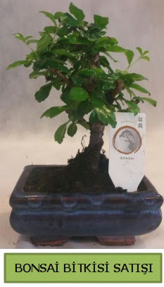 Bonsai ithal g�rsel minyat�r japon a�ac�  Ankara ucuz �i�ek g�nder 