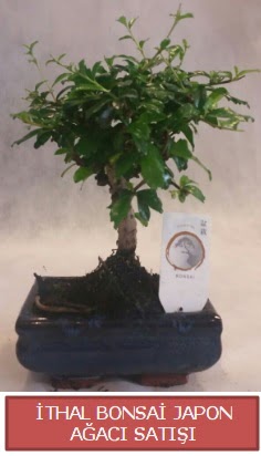 �thal k���k boy minyat�r bonsai a�a� bitkisi  Ankara Pursaklar �i�ek�i telefonlar� 