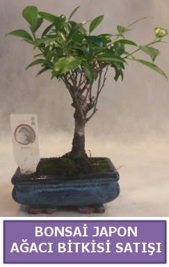 �thal Bonsai japon a�ac� bitkisi sat���  Ankara Pursaklar hediye �i�ek yolla 