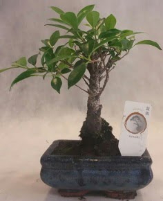 Bonsai a�ac� japon a�a� bitkisi  Ankara Pursaklar �i�ek yolla 
