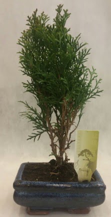 SINIRLI SAYIDA �R�N Selvi Bonsai  Ankara Pursaklar hediye �i�ek yolla 