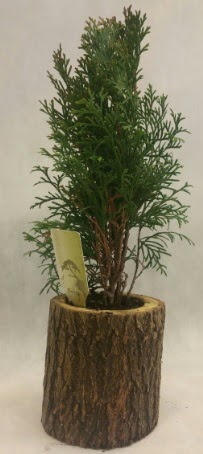 SINIRLI STOK Selvi Bonsai Do�al k�t�kte  Ankara Pursaklar hediye �i�ek yolla 