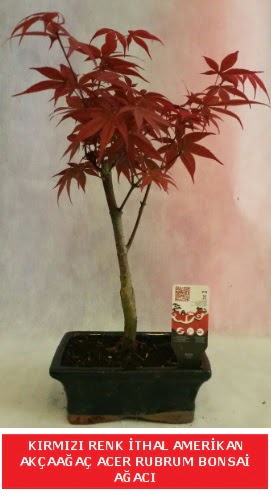 �THAL ACER RUBRUM BONSA� A�ACI  Ankara �i�ek g�nderme sitemiz g�venlidir 