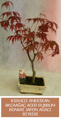 Amerikan ak�aa�a� Acer Rubrum bonsai  Ankara uluslararas� �i�ek g�nderme 