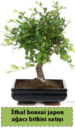 �thal bonsai saks� �i�e�i Japon a�ac� sat���  Ankara Pursaklar hediye �i�ek yolla 