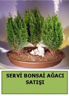 BONSA� 3 L� SERV� BONSA� A�ACI  Ankara Pursaklar �i�ek�i telefonlar� 