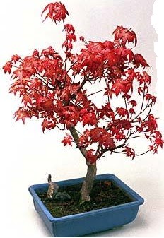 Amerikan ak�aa�a� bonsai bitkisi  Ankara Pursaklar �i�ek yolla 