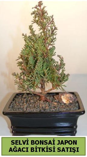 Selvi �am japon a�ac� bitkisi bonsai  Ankara Pursaklar �i�ek�i telefonlar� 