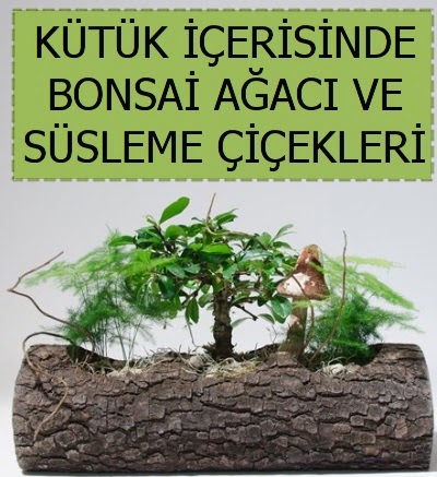 K�t�k i�erisinde bonsai japon a�a� bitkisi  Ankara �i�ek sat��� 