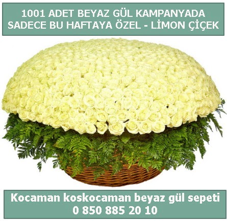 1001 adet beyaz g�l sepeti �zel kampanyada  Ankara �i�ek g�nderme sitemiz g�venlidir 