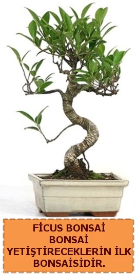 Ficus bonsai 15 ile 25 cm aras�ndad�r  Ankara Pursaklar �i�ek yolla 