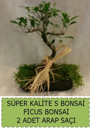 Ficus S Bonsai ve arap sa��  Ankara Pursaklar �i�ek�i telefonlar� 