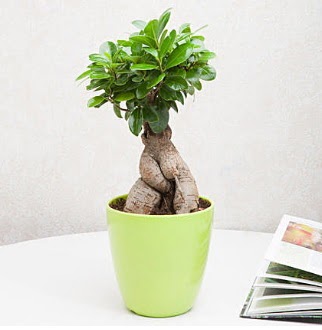 Ficus Ginseng Bonsai  Ankara Pursaklar 14 �ubat sevgililer g�n� �i�ek 