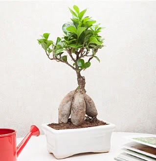 Exotic Ficus Bonsai ginseng  Ankara �i�ek servisi , �i�ek�i adresleri 