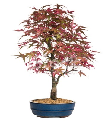 Ak�aa�a� bonsai s�per bonsai a�ac�  Ankara cicek , cicekci 