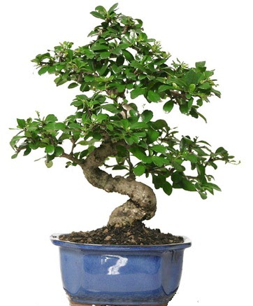 21 ile 25 cm aras� �zel S bonsai japon a�ac�  Ankara Pursaklar �i�ek�i telefonlar� 