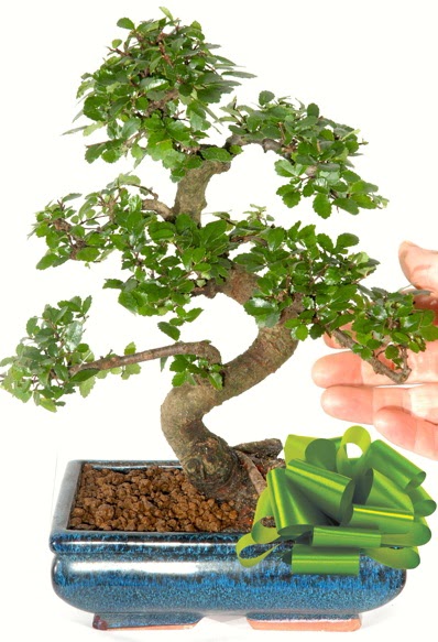 Yakla��k 25 cm boyutlar�nda S bonsai  Ankara Pursaklar �i�ek sipari�i sitesi 