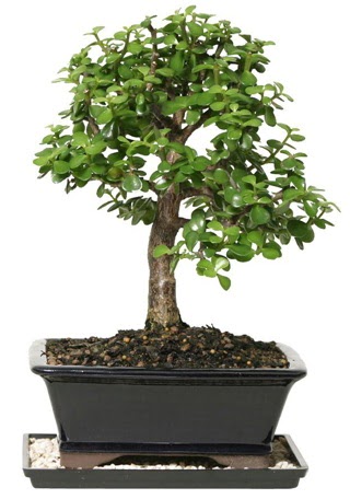 15 cm civar� Zerkova bonsai bitkisi  Ankara Pursaklar �i�ek sipari�i sitesi 