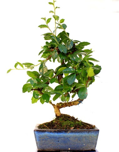 S g�vdeli carmina bonsai a�ac�  Ankara Pursaklar �i�ek yolla  Minyat�r a�a�