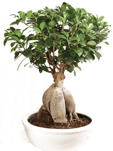 Ginseng bonsai japon a�ac� ficus ginseng  Ankara Pursaklar hediye �i�ek yolla 