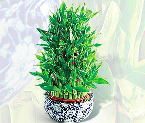  Ankara �i�ek servisi , �i�ek�i adresleri  Bambu �zel b�y�k boy
