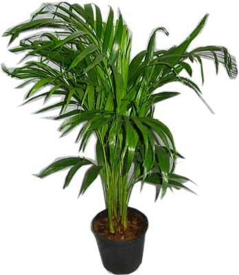  Ankara �i�ek servisi , �i�ek�i adresleri  Areca palm  