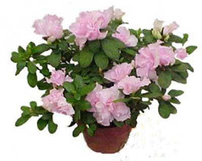  Ankara �i�ek servisi , �i�ek�i adresleri  Rhodendron latince A�elya 
