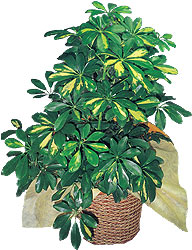  Ankara internetten �i�ek sipari�i  Schefflera gold 