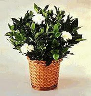  Ankara Pursaklar 14 �ubat sevgililer g�n� �i�ek  Gardenia Plant ithal saksi