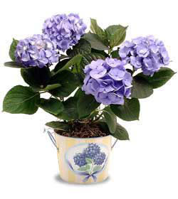  Ankara anneler g�n� �i�ek yolla  Hydrangea Plant ortanca