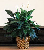  Ankara Pursaklar �i�ek online �i�ek sipari�i  Large Spathiphyllum