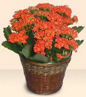  Ankara �i�ek servisi , �i�ek�i adresleri  Large Kalanchoe in Basket