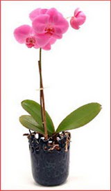  Ankara Pursaklar �i�ek ma�azas� , �i�ek�i adresleri  Phalaenopsis Orchid Plant