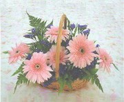 gerbera �i�eklerinde sepet   Ankara Pursaklar �i�ek yolla 