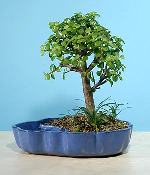  Ankara Pursaklar 14 �ubat sevgililer g�n� �i�ek  Bonsai 6 yas civari