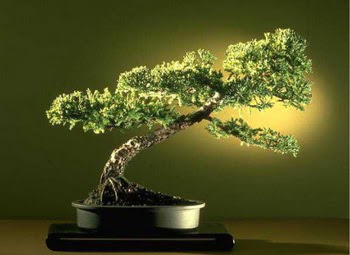 ithal bonsai saksi �i�egi  Ankara �i�ek�i ma�azas� 