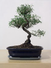ithal bonsai saksi �i�egi  Ankara Pursaklar �i�ek sipari�i vermek 