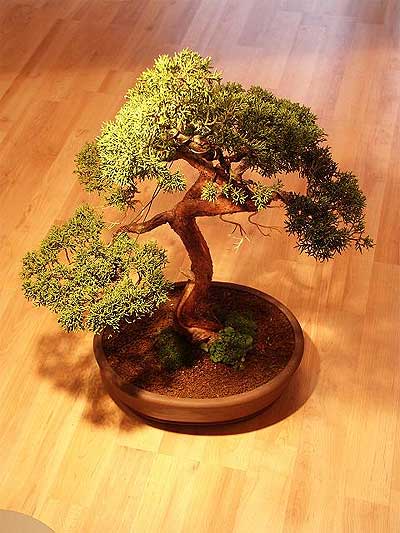 ithal bonsai saksi �i�egi  Ankara Pursaklar �i�ek ma�azas� , �i�ek�i adresleri 