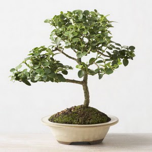 ithal bonsai saksi �i�egi  Ankara Pursaklar �i�ek online �i�ek sipari�i 