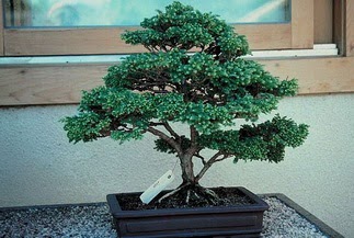 ithal bonsai saksi �i�egi  Ankara Pursaklar 14 �ubat sevgililer g�n� �i�ek 