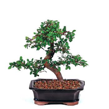ithal bonsai saksi �i�egi  Ankara Pursaklar �i�ek sipari�i vermek 