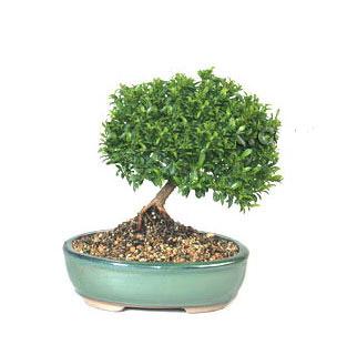 ithal bonsai saksi �i�egi  Ankara Pursaklar cicekciler , cicek siparisi 