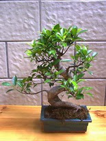 ithal bonsai saksi �i�egi  Ankara Pursaklar hediye sevgilime hediye �i�ek 