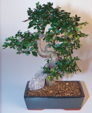  Ankara �i�ek g�nderme sitemiz g�venlidir  ithal bonsai saksi �i�egi  Ankara Pursaklar �i�ek sipari�i sitesi 