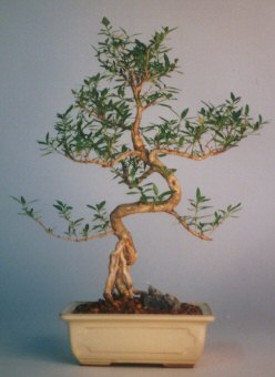  Ankara �i�ek sat���  ithal bonsai saksi �i�egi  Ankara Pursaklar �i�ek sipari�i vermek 