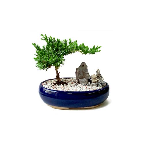 ithal bonsai saksi �i�egi  Ankara �i�ek g�nderme 