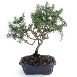 ithal bonsai saksi �i�egi  Ankara Pursaklar �i�ek�i telefonlar� 