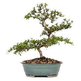  Ankara Pursaklar hediye �i�ek yolla  ithal bonsai saksi �i�egi  Ankara �i�ek g�nderme sitemiz g�venlidir 